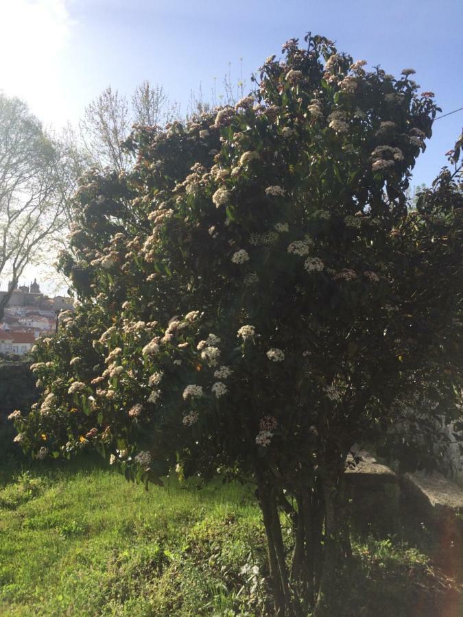 Quinta De Sao Miguel Διαμέρισμα Viseu Εξωτερικό φωτογραφία